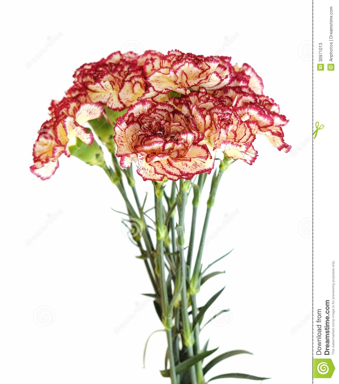 Bunch Of Carnations Isolate On White Background