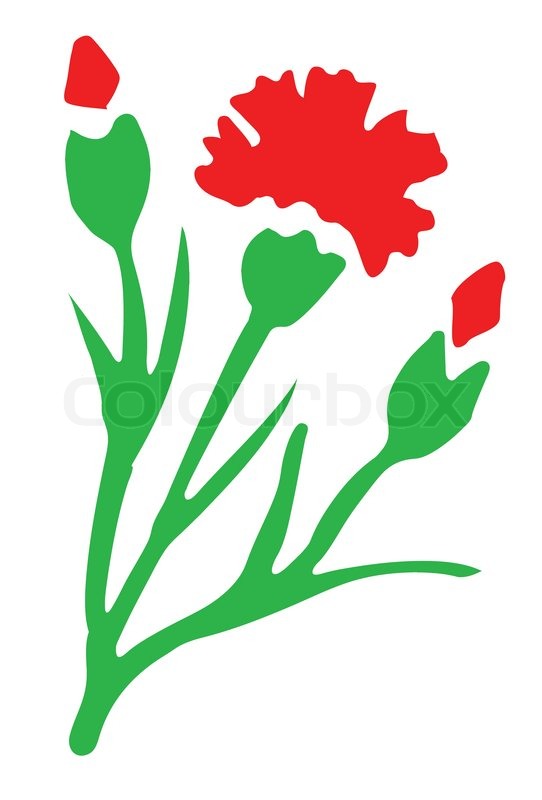 Carnation Flower Drawing