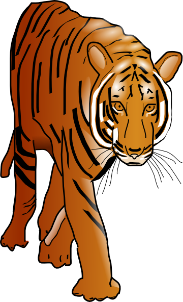 Color Tiger Clip Art At Clker Com   Vector Clip Art Online Royalty