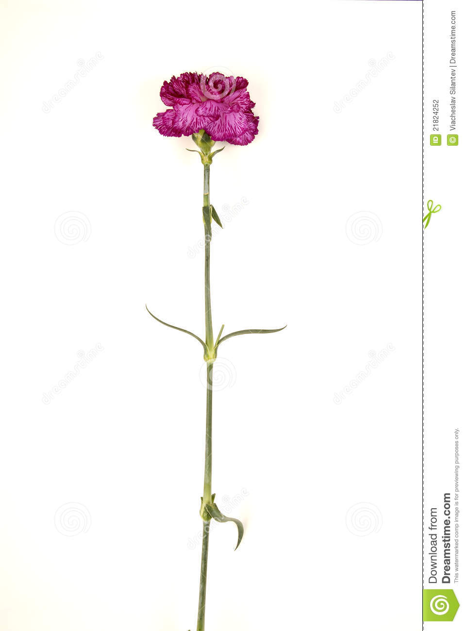 Long Stem Carnations On A White Stock Photography   Image  21824252