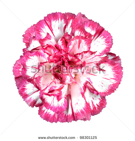 Pink Carnation Flower Clipart Macro Of Pink Carnation Flower