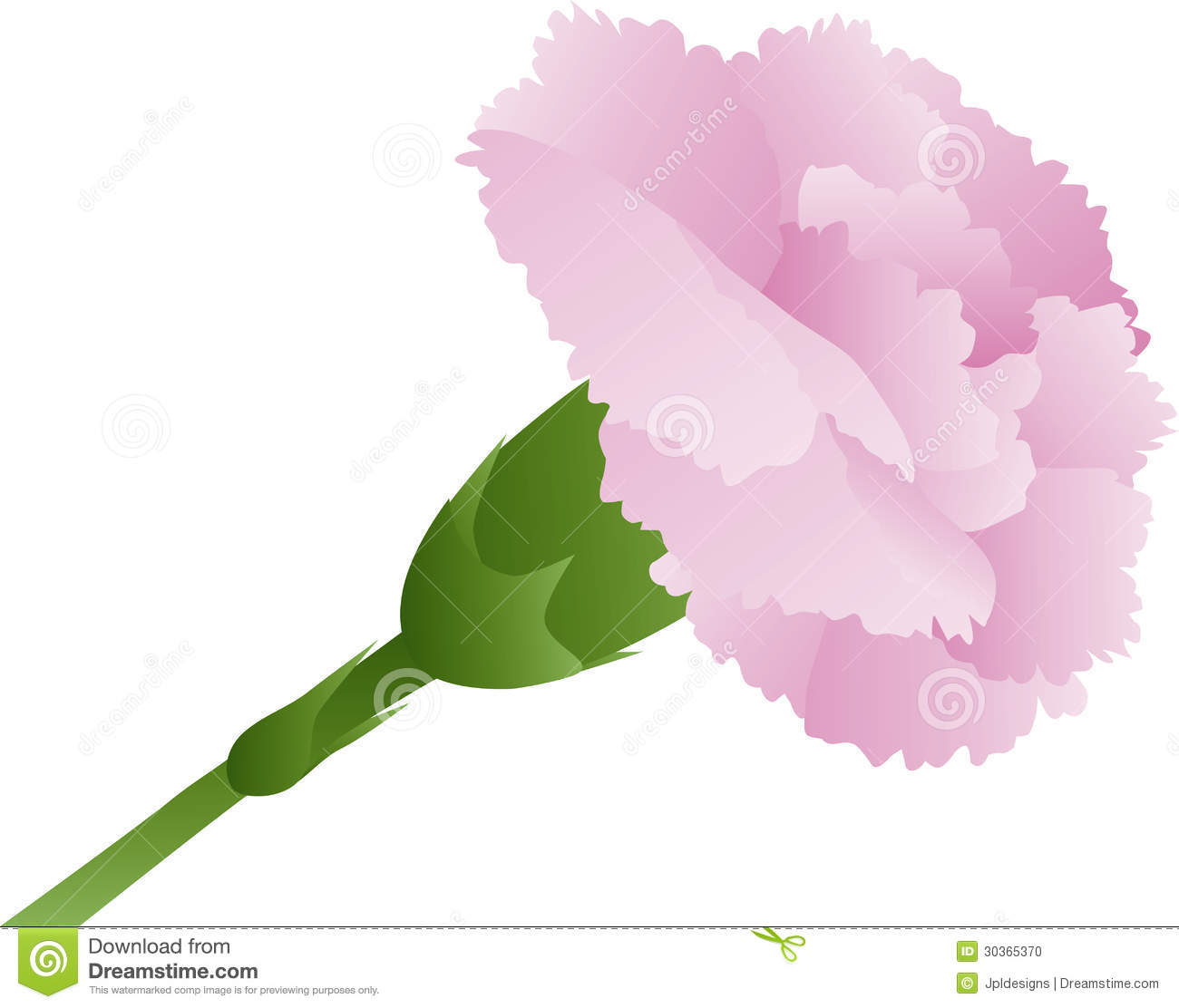 Pink Carnation Flower With Green Stalk Isolated On White Background
