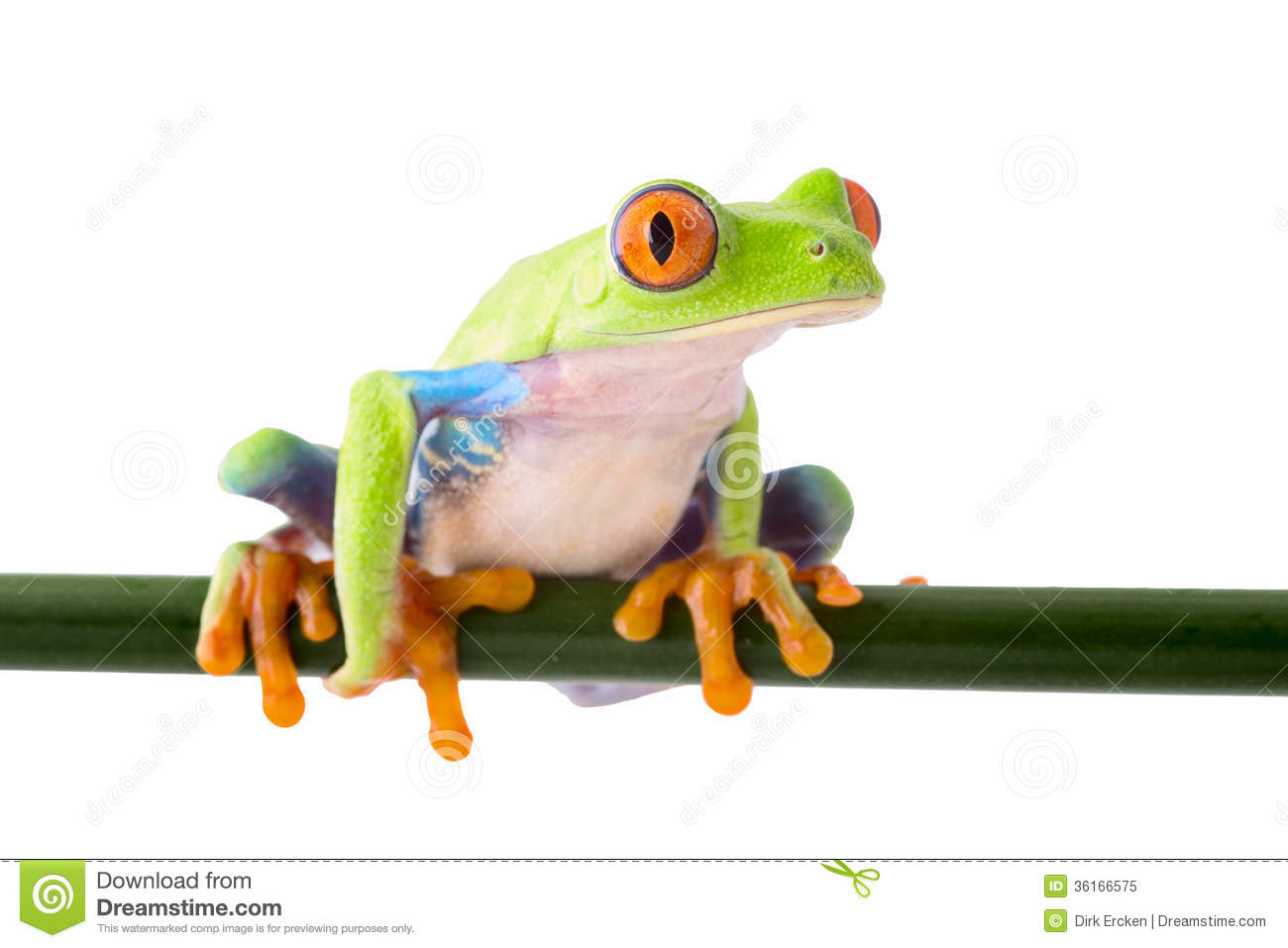 Rainforest Frog Clipart Red Eyed Tree Frog Macro Costa