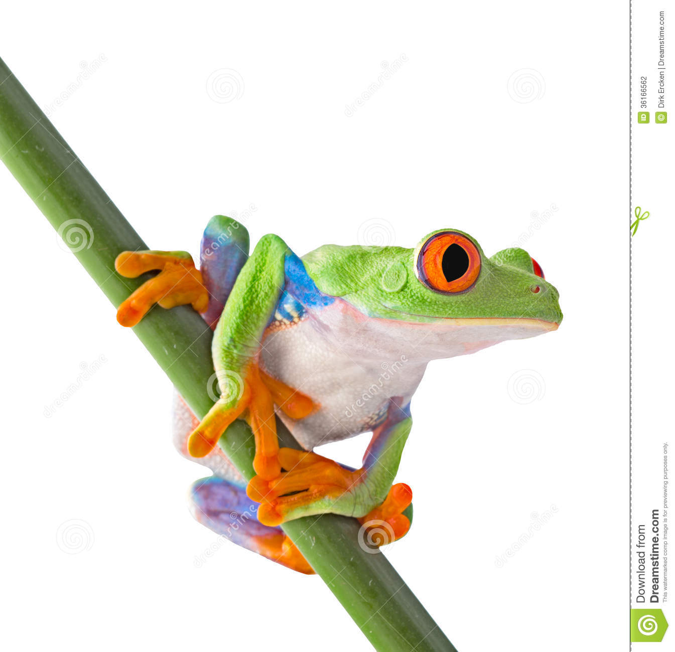 Tropical Rainforest Red Eyed Tree Frog