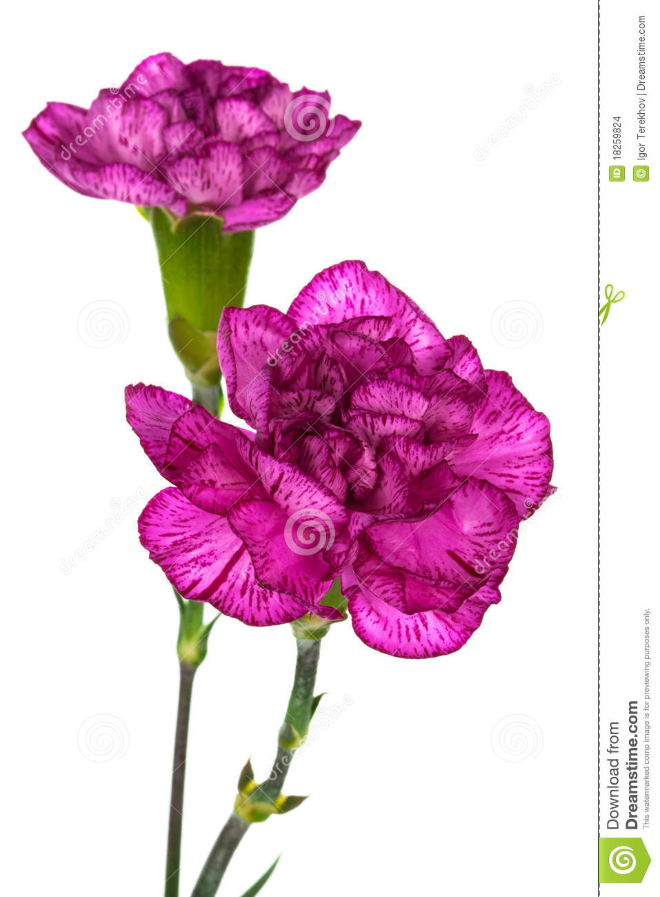 Two Purple Carnations On A White Background 