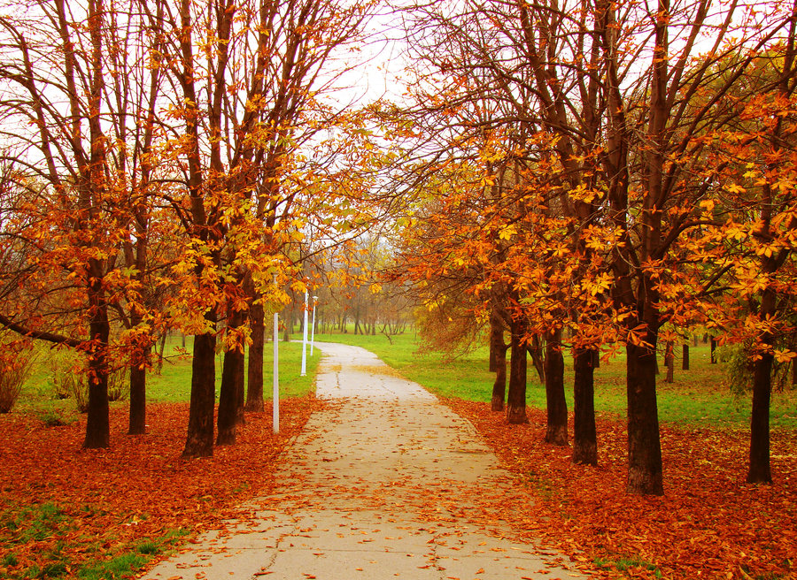 Autumn Scene By Alexa Andra