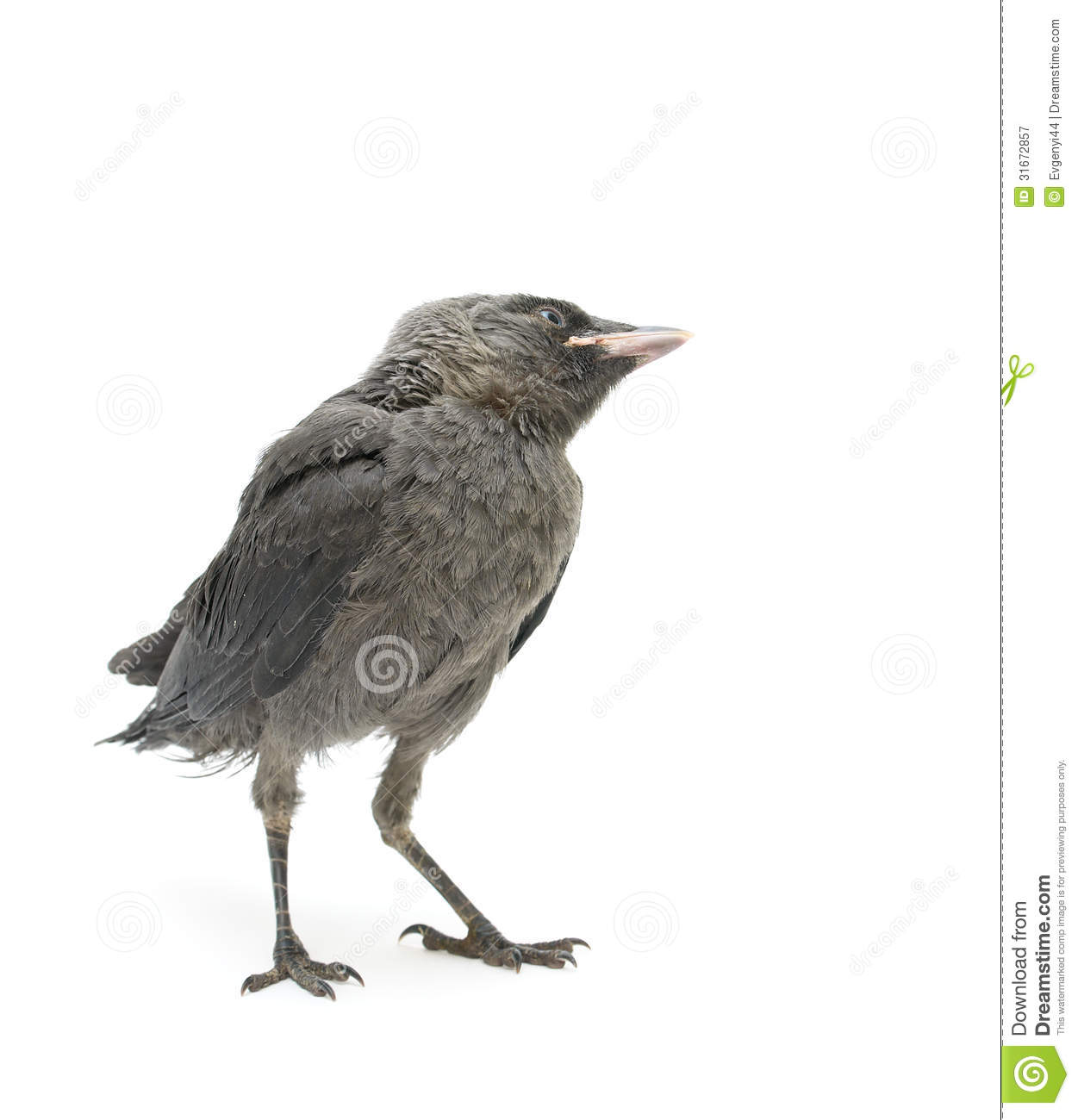 Bird On A White Background  Nestling Crows Bowed His Head And Looks Up