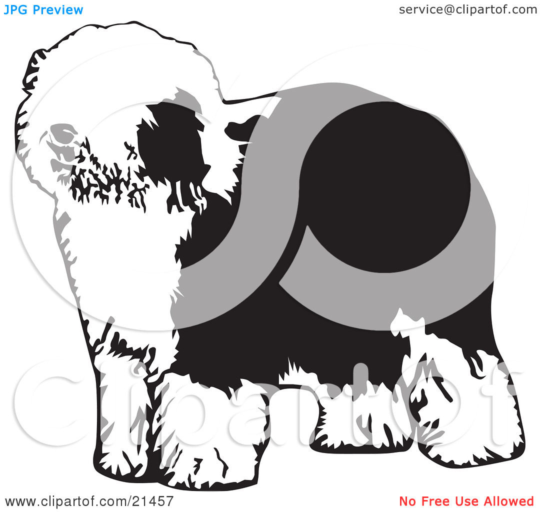 Clipart Illustration Of A Hairy Dulux Or Old English Sheepdog Standing
