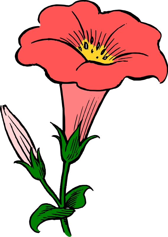 Free Morning Glory Flower Clip Art