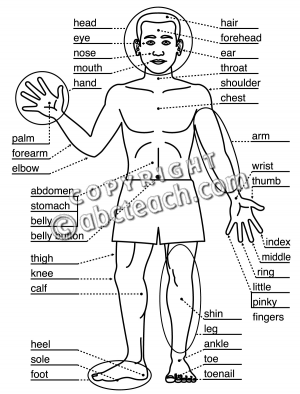 Human Body Parts Clip Art