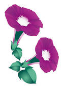 Morning Glory Illustrations And Clipart