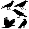 Set Of Vector Images Of Crows     Larser