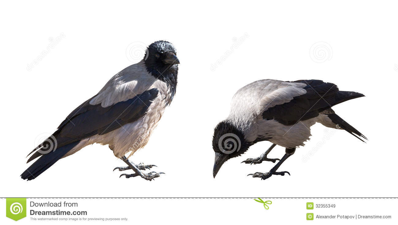Two Grey Crows Isolated On White Royalty Free Stock Images   Image    