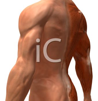 3d Male Chest With Skin Removed To Show Muscles   Royalty Free Clip    