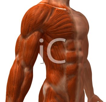 3d Male Chest With Skin Removed To Show Muscles   Royalty Free Clipart    