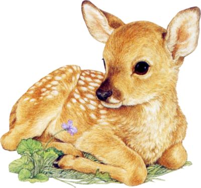 Deer  Drawing   Cute   Pinterest