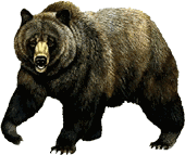 Free Bear Gifs   Animated Bears   Bear Clipart