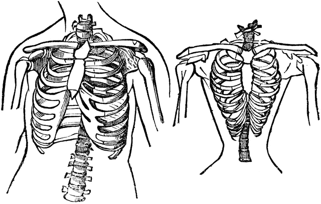 Human Chest Clipart Natural And Contracted Chest