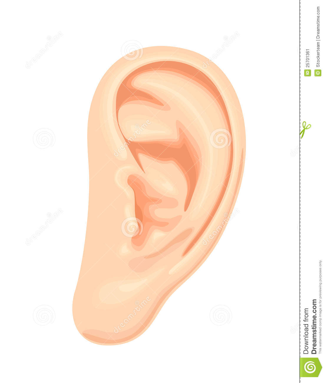 Listening Ear Clipart Realistic Human Ear On White