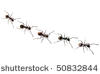 Marching Ants Clip Art