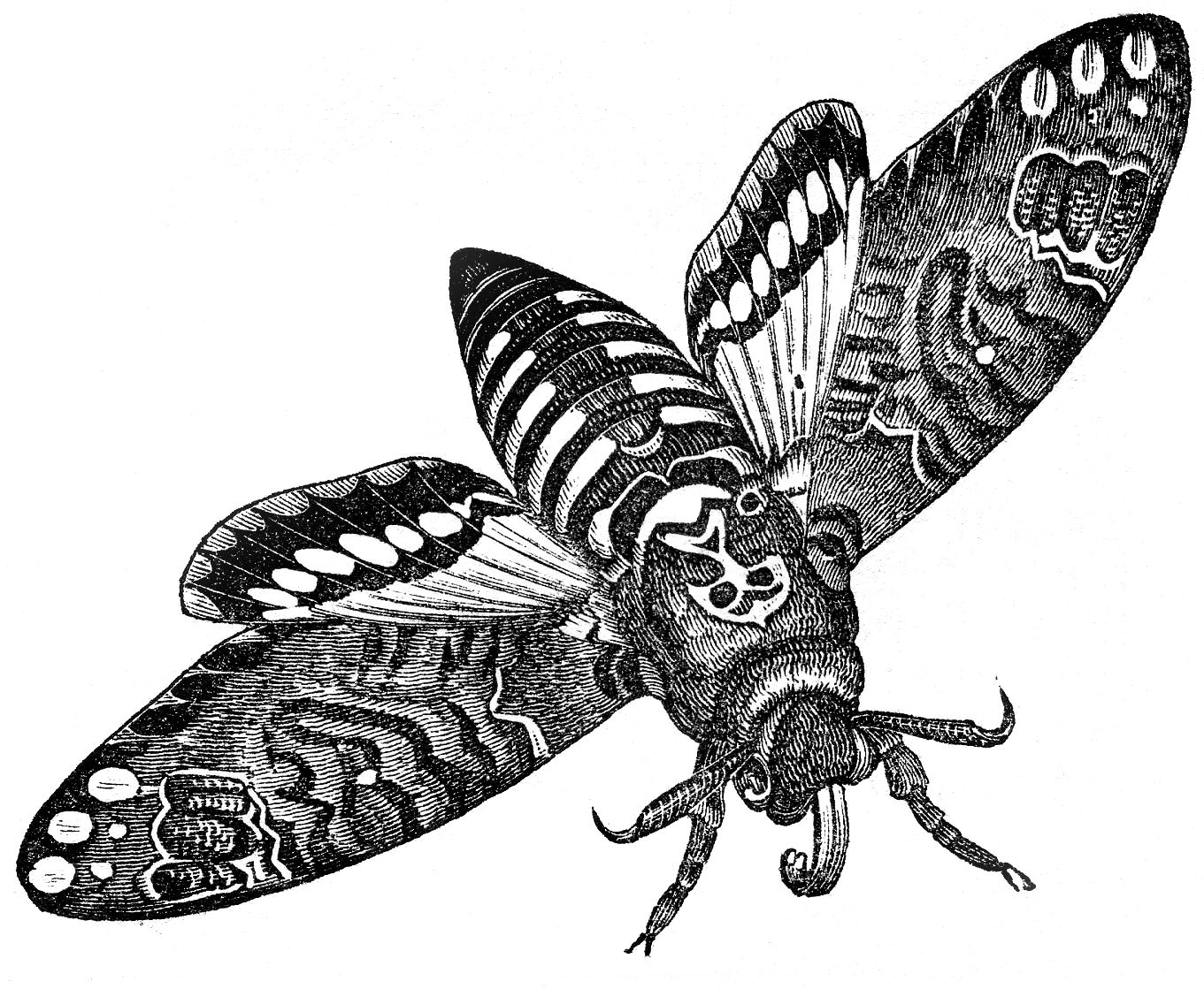 Vintage Clip Art   Interesting Moth Image   The Graphics Fairy