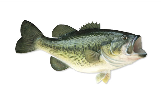Bass Muskellunge Northern Pike Smallmouth Bass Steelhead Rainbow Trout