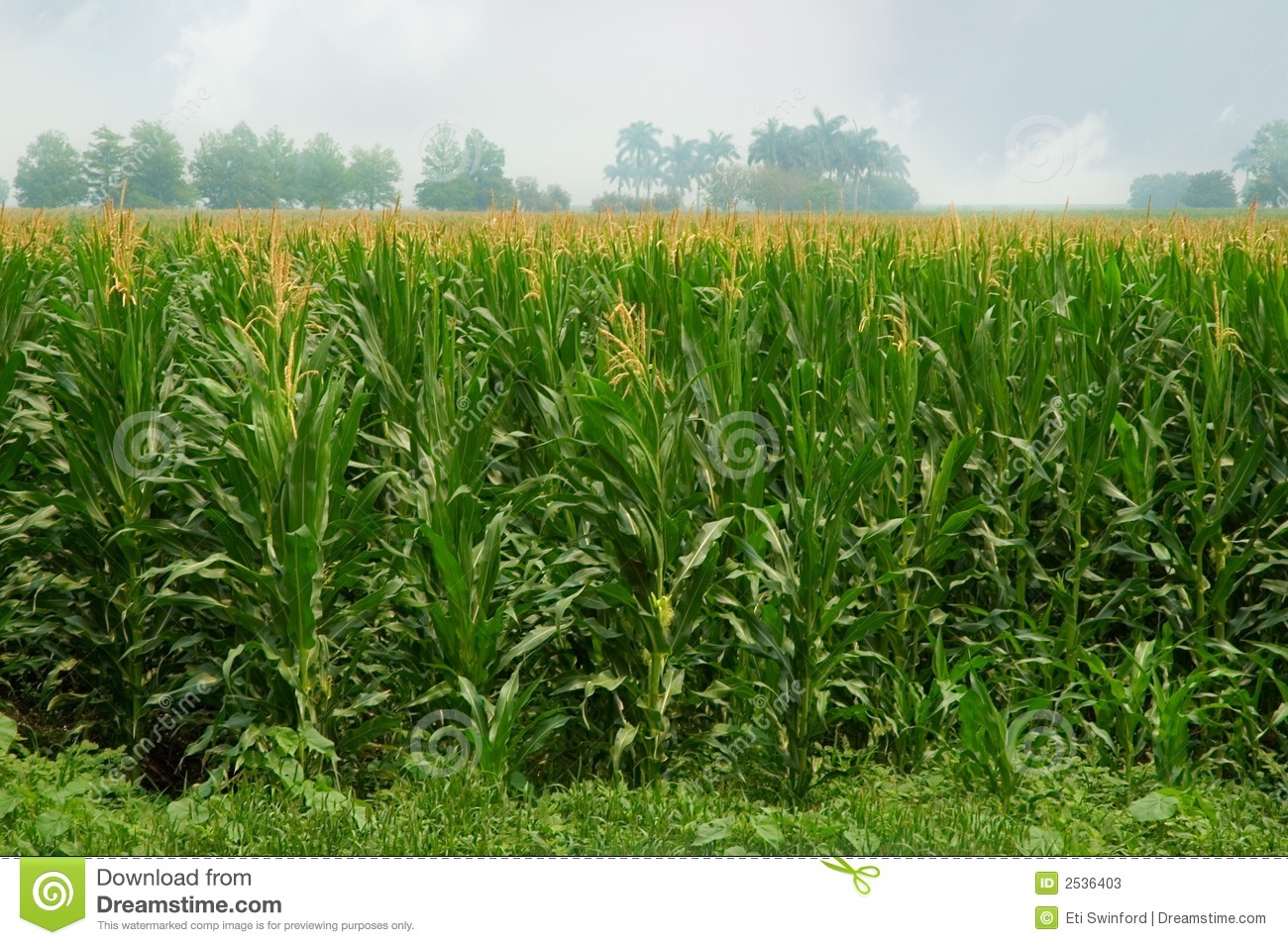 Clipart Corn Field Corn Field With Tassels