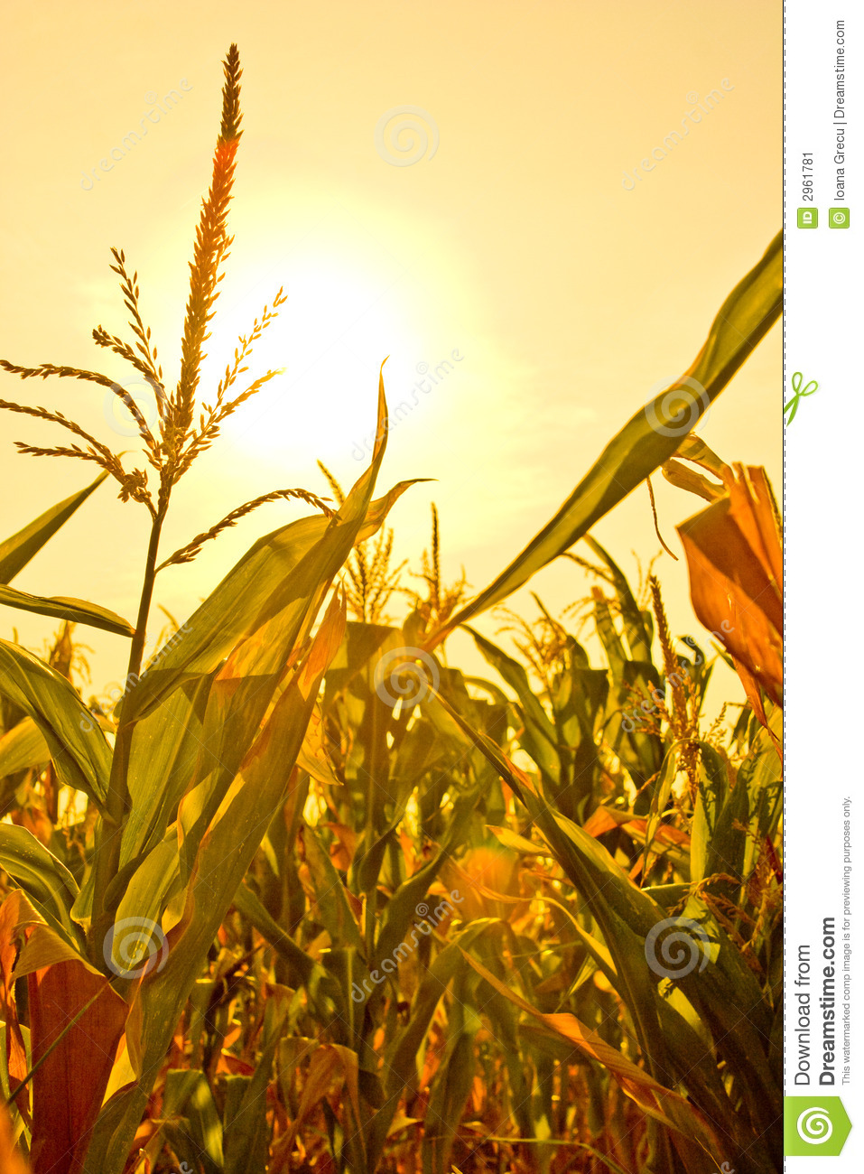 Corn Fields Clipart Corn Field With Sun