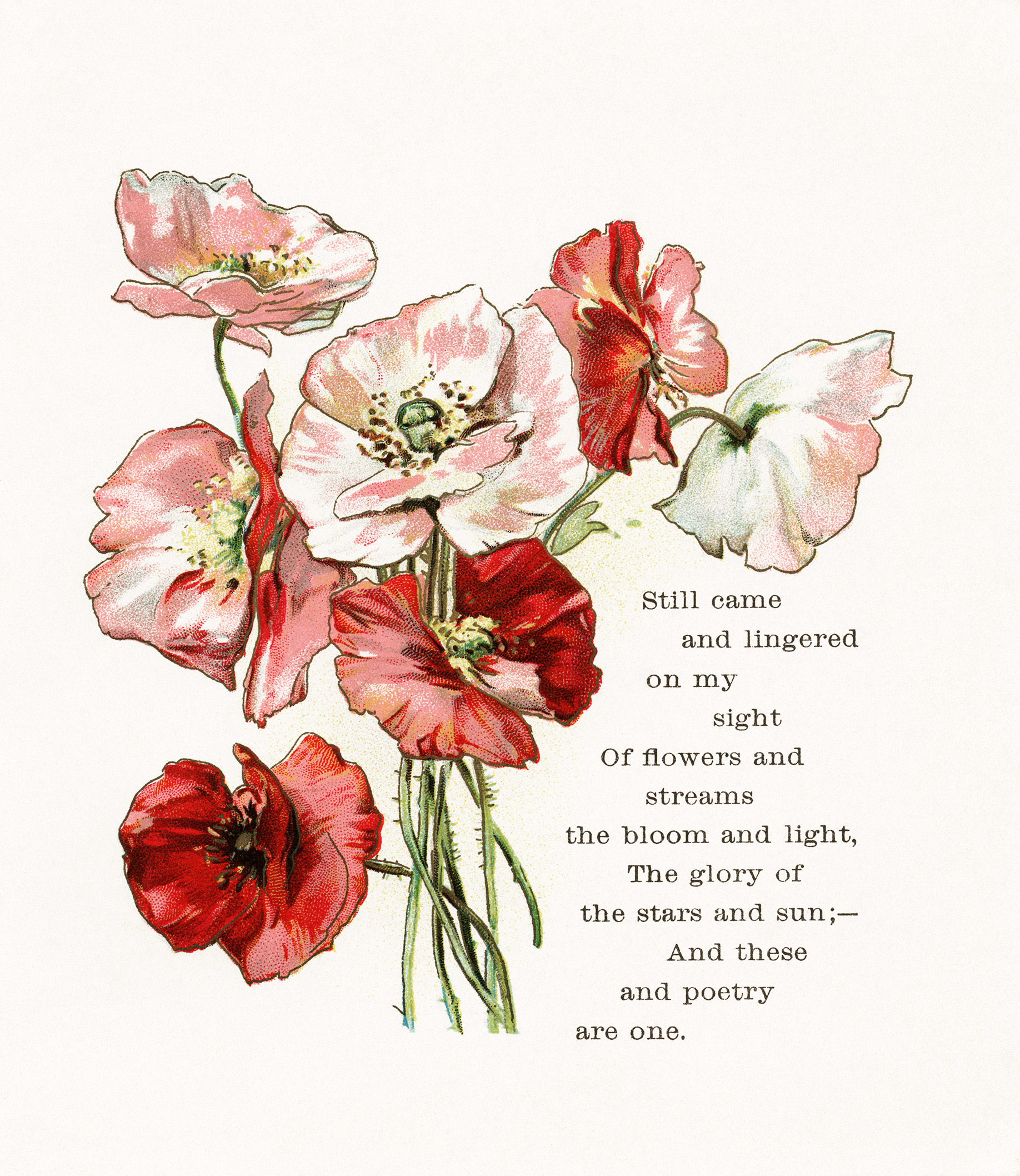 Free Vintage Floral Image Flower Clipart Poppies Illustration