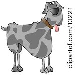 Friendly Great Dane Dog Hanging Its Tongue Out Clipart Illustration