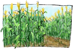 Mcmaze Farm Corn Maze Haunted Walk Sleigh   Wagon Ride And Farm    