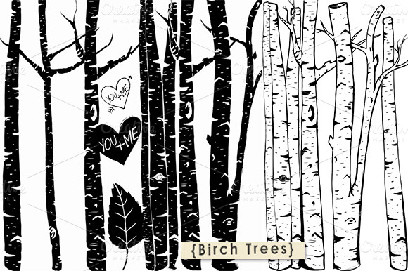 Birch Tree Clipart   Photoshop Brush   Illustrations On Creative