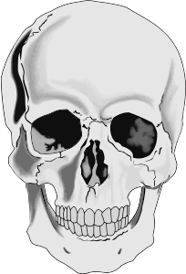 Clipart   Realistic Human Skull