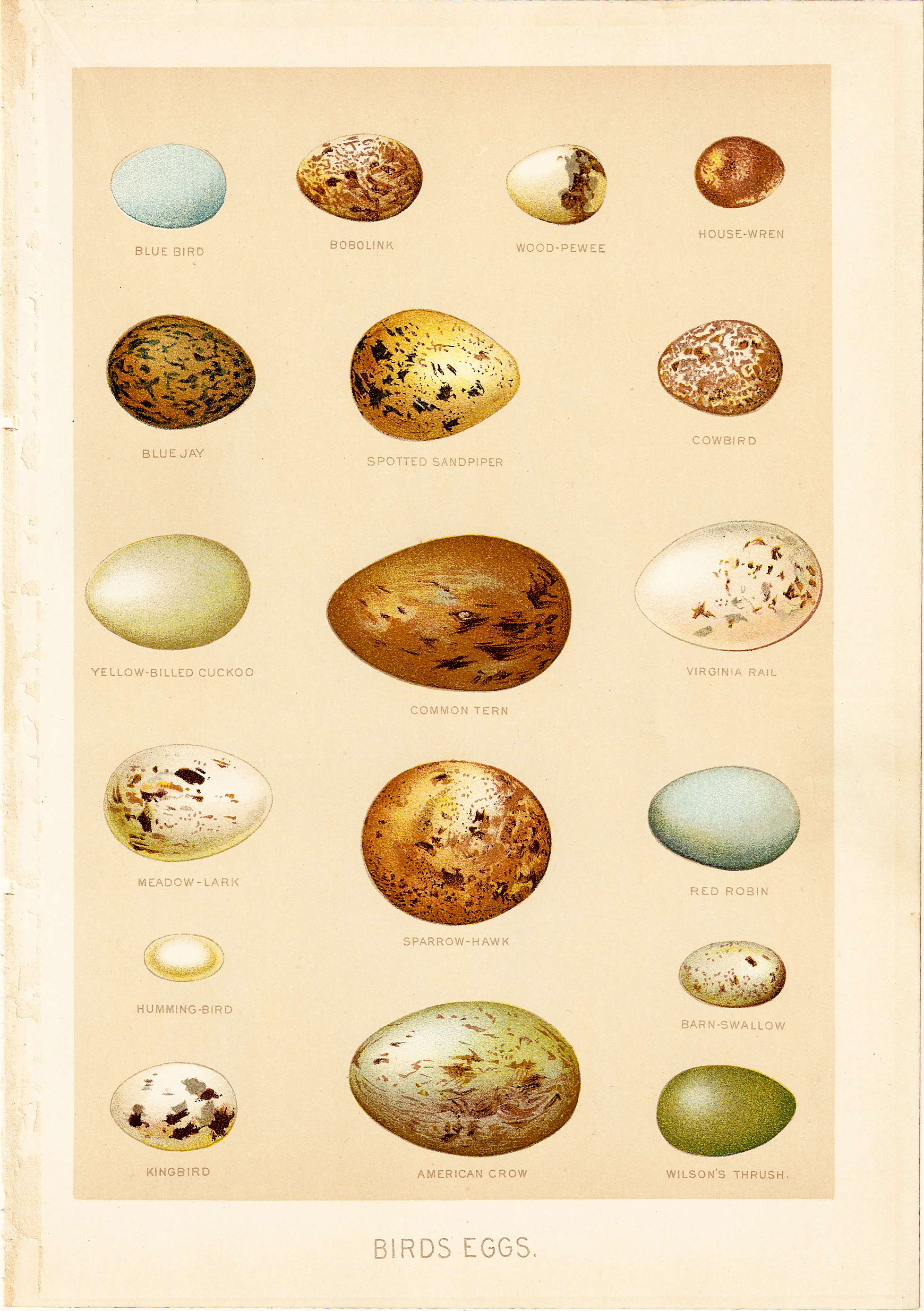        Free Vintage Clip Art   1903 Bird Eggs Chromolithograph
