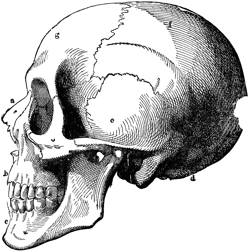 Human Skull   Clipart Etc