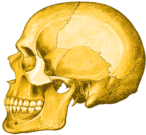 Human Skull Clipart Picture Human Skull Gif Png Icon Image