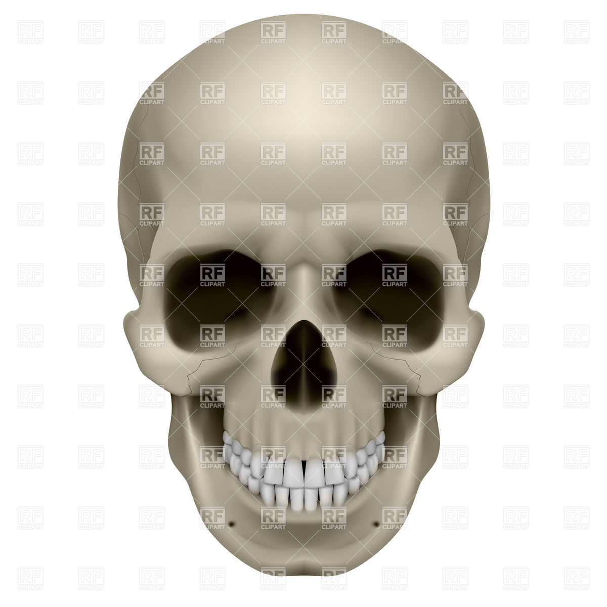 Human Skull Front View 7429 Download Royalty Free Vector Clipart    