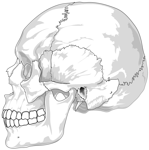 Human Skull Side View    Signs Symbol Skull Human Skull Side View Png    
