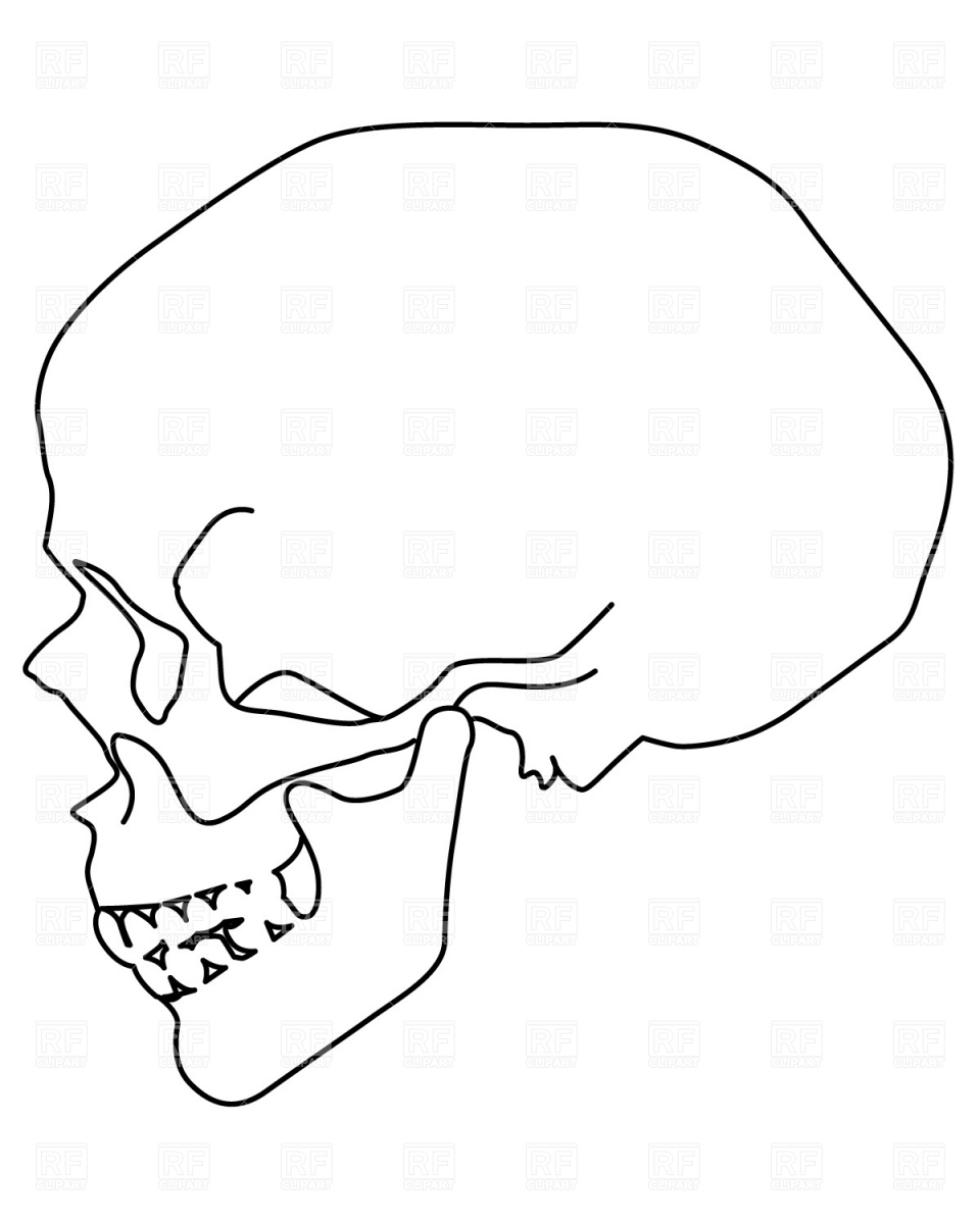 Human Skull Sideview 491 Download Free Vector Clipart  Eps 