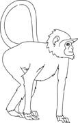 Monkey Outline