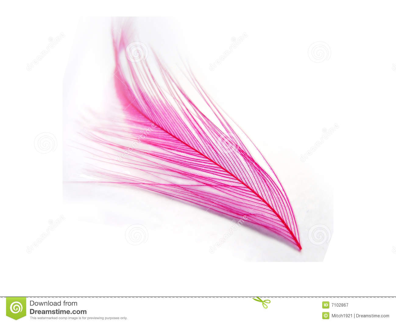 Pink Feather Royalty Free Stock Photography   Image  7102867