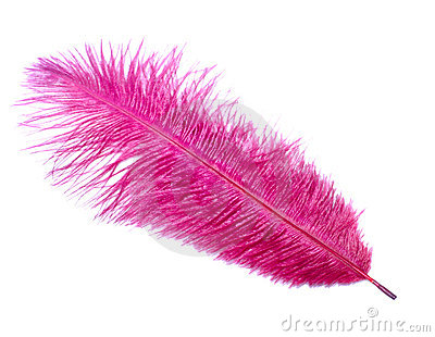 Pink Feather Stock Images   Image  8008894