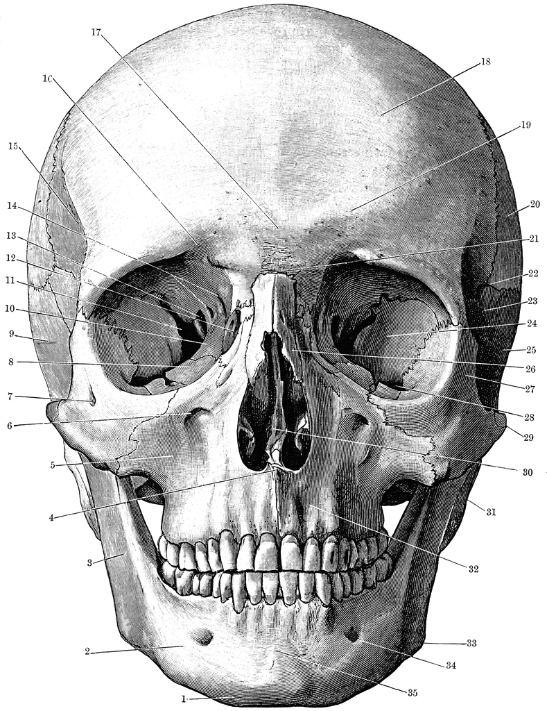 Skull  Calvaria  Cranium 