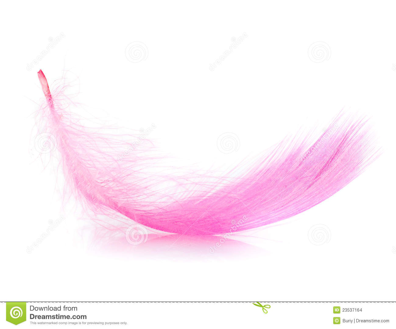 Soft Pink Feather On A White Background