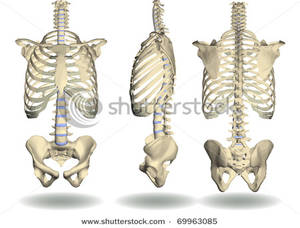 3d Skeleton Torso Clipart Image