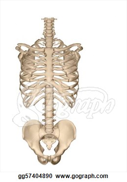 Back View Of Human Torso Skeleton  Clipart Gg57404890   Gograph