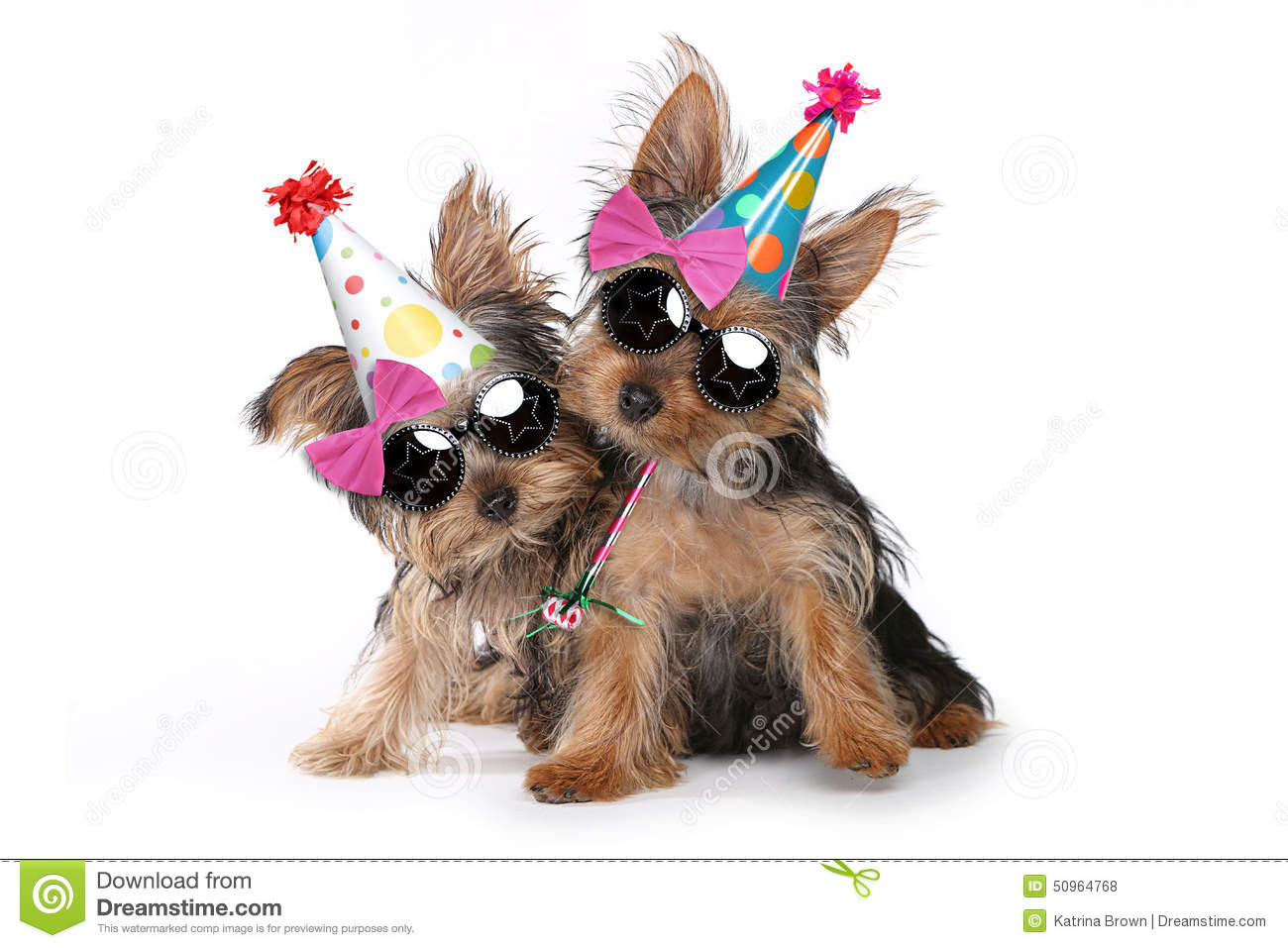 Birthday Theme Yorkshire Terrier Puppies On White Stock Photo   Image