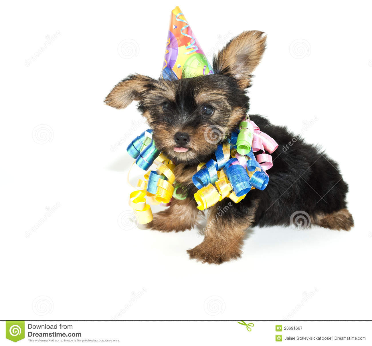 Birthday Yorkie Puppy Royalty Free Stock Photography   Image  20691667