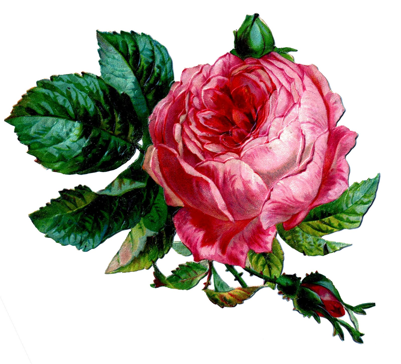 Clip Art Digital Rose Graphic Printable Rose Image Vintage Clipart