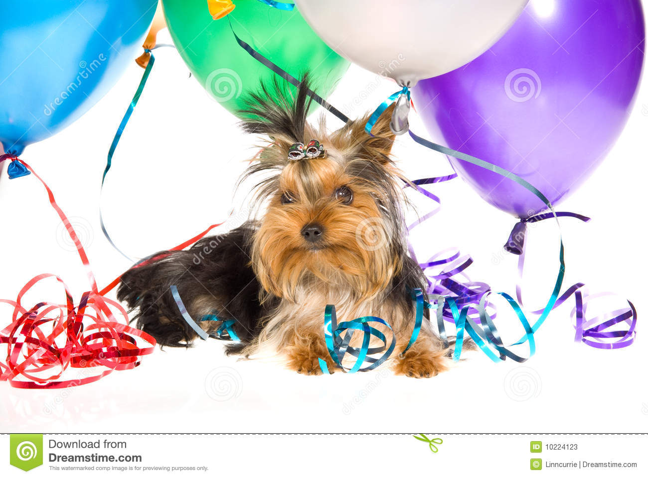 Cute Yorkie Puppy With Party Balloons Stock Photos   Image  10224123